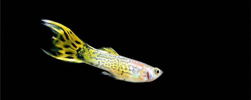 养孔雀鱼需要放盐吗一升水放多少盐(养孔雀鱼需要放盐吗一升水放多少盐好)