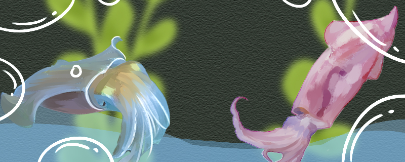 乌贼和鱿鱼的区别是什么哪个聪明(乌贼和鱿鱼的区别在哪里)