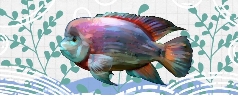 紫衣火口鱼好养吗怎么养(紫红火口鱼怎么养长得快)