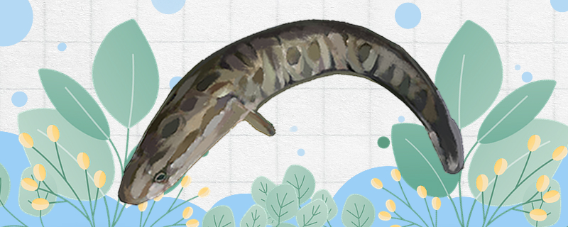 黑鱼是斑鱼吗和斑鱼有什么区别(黑鱼和斑鱼是一种鱼吗)