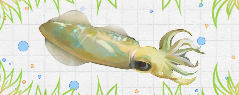 乌贼能活多久能长多大(乌贼的寿命:重400公斤寿命450天)