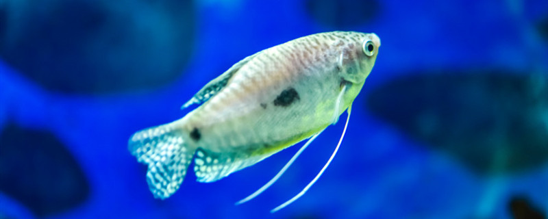 鱼身上烂了会传染别的鱼吗鱼身上烂了怎么治疗(鱼身上烂了还能活吗)