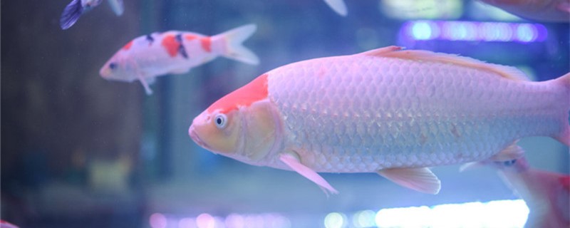 鱼缸怎么选新鱼缸如何开缸(新鱼缸开缸最简单的方法是什么)