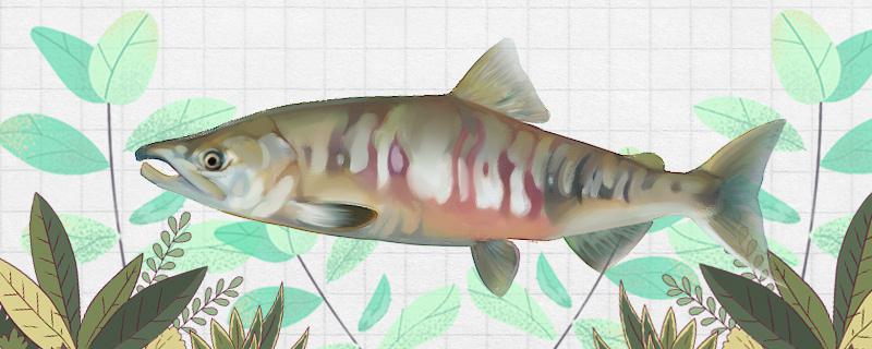 马哈鱼是河鱼还是海鱼生活在哪里(马哈鱼是海鱼还是江鱼)