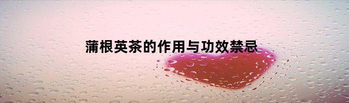 蒲根英茶的作用与功效禁忌(喝蒲英根有什么好处)