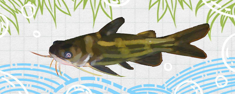 黄骨鱼是海鱼还是淡水鱼生活在哪里(黄骨鱼是海里的鱼吗?)