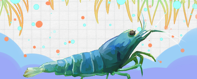 虾缺氧后怎么处理有哪些充氧方法(虾缺氧会死吗)