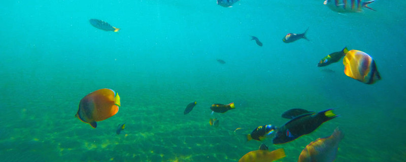 深海鱼有哪些常见深海鱼种类介绍(深海鱼类有哪些?)