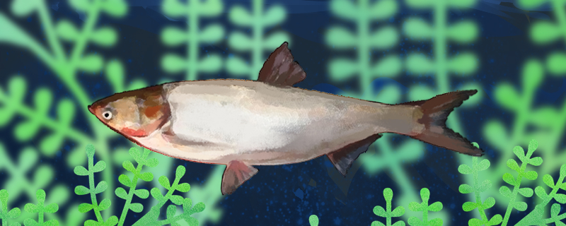 鲢鱼不开口是怎么回事怎么处理(鲢鱼不开口是怎么回事怎么处理视频)