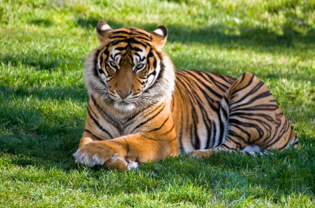 龙针头虎猴子打一成语(虎什么龙什么成语)