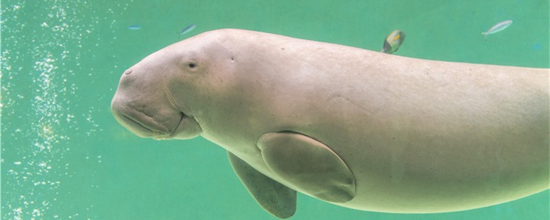 儒艮是什么动物有天敌吗(儒艮的天敌)