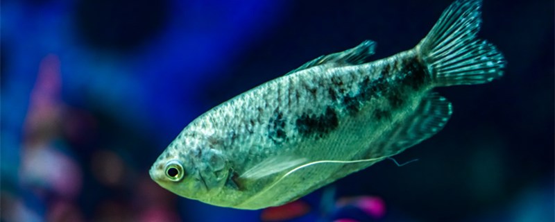 大缸里怎么种荷花养鱼养鱼的缸能种荷花吗(大缸栽荷花)