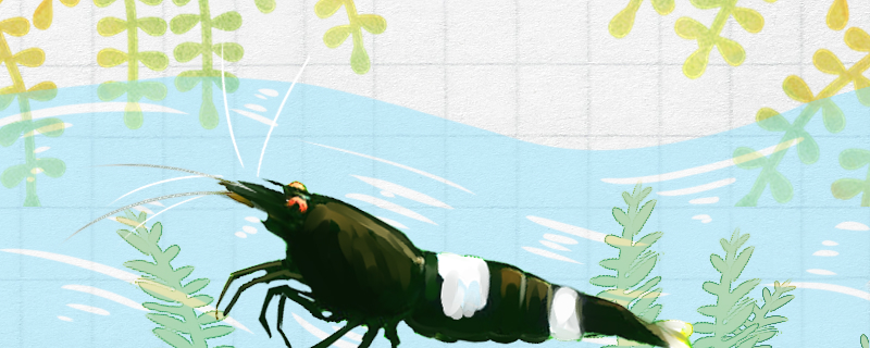 观赏虾蜕皮后怎么处理蜕皮失败有哪些原因(观赏虾蜕皮死亡)