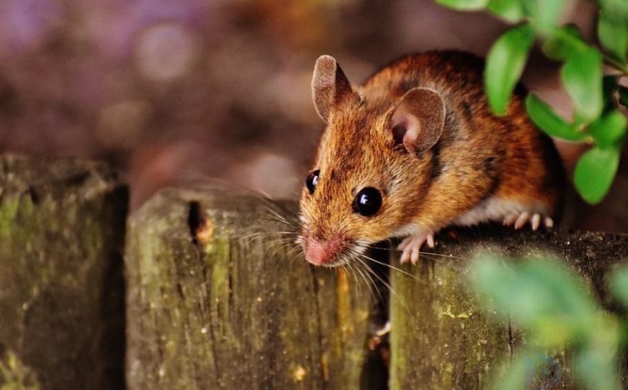 死里求生打一生肖(死里逃生猜一生肖)