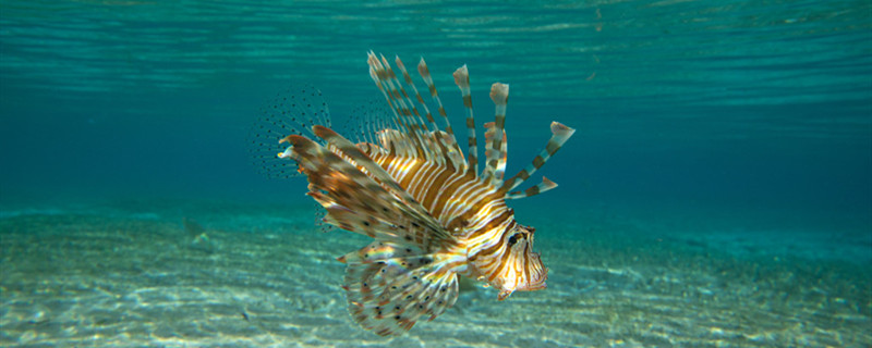 鱼缸水温和室温一般差多少夏天如何降低鱼缸温度(鱼缸温度一般比室温低多少)