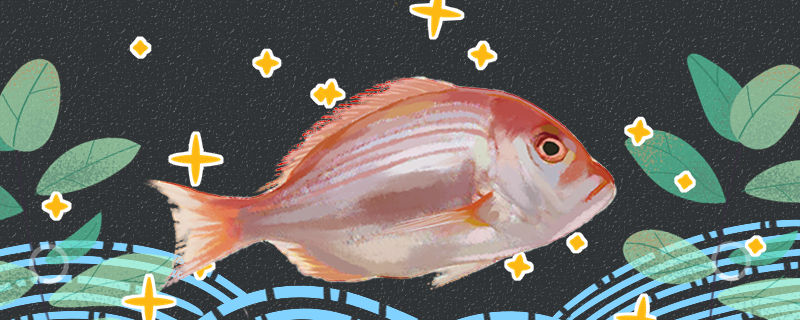 鲷鱼和巴沙鱼一样吗有什么区别(鲷鱼和巴沙鱼一样吗有什么区别图片)