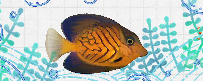 夏威夷吊好养吗怎么养(夏威夷怎么养才能更旺盛)