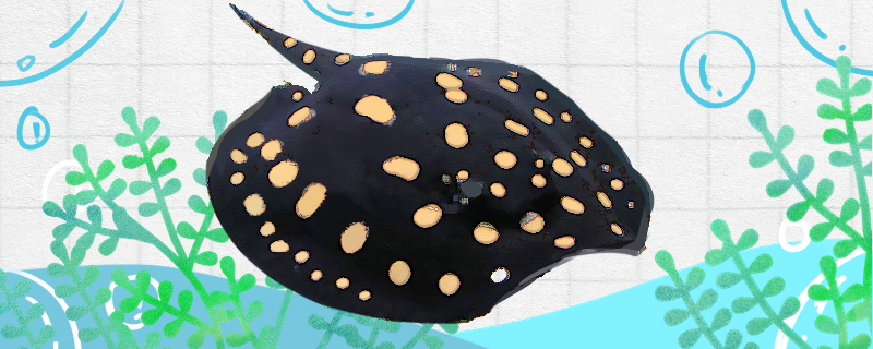 金点魟好养吗怎么养(金点猫好养吗)