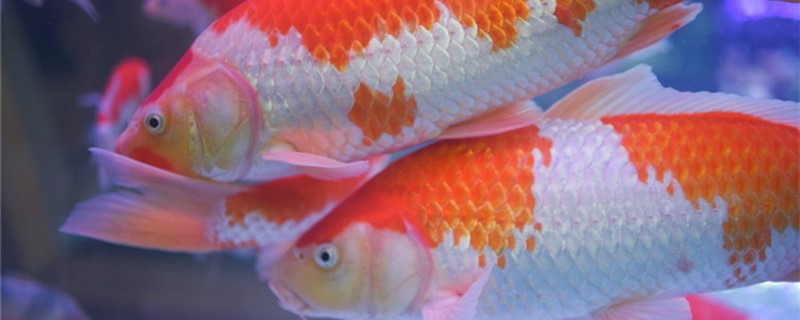 家养锦鲤自己会繁殖吗繁殖期是什么时候(家养锦鲤自己会繁殖吗怎样)