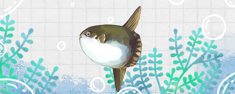 翻车鱼是什么鱼为什么叫翻车鱼(翻车鱼为什么会翻车)