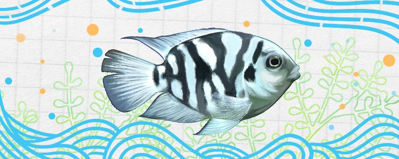 迷你鹦鹉鱼能活几年能长多大(迷你鹦鹉鱼的寿命最长能活多少年)