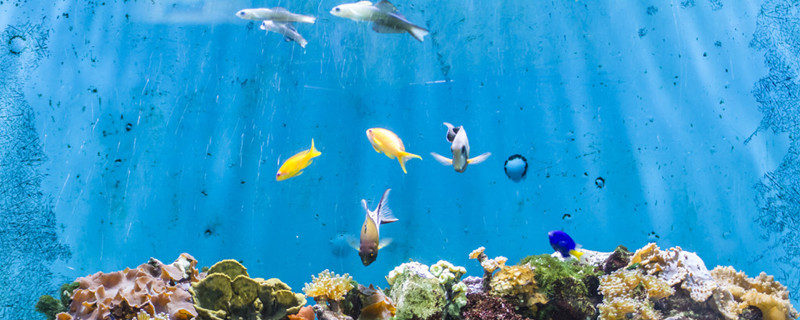 细菌屋需要清洗吗使用细菌屋要注意什么(细菌屋使用前用清洗吗)