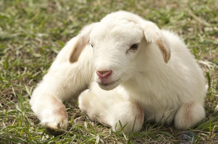 黄道吉日打一最佳生肖(黄道吉日指的是什么生肖)