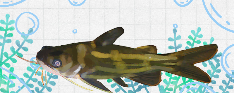 黄骨鱼和黄辣丁一样吗和黄甲鱼一样吗(黄骨鱼和黄辣丁一样吗和黄甲鱼一样吗图片)