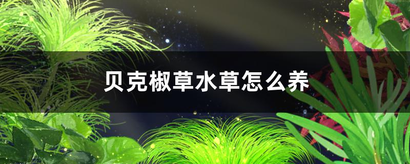 贝克椒草水草好养吗怎么养(贝克椒草水草好养吗怎么养护)
