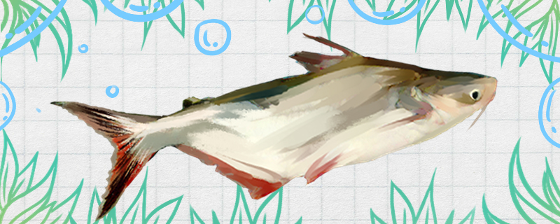 巴沙鱼有刺吗刺多吗(巴沙鱼有刺么?)