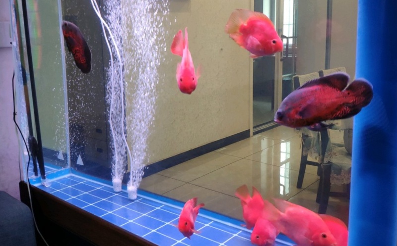 地图鱼能与什么鱼混养