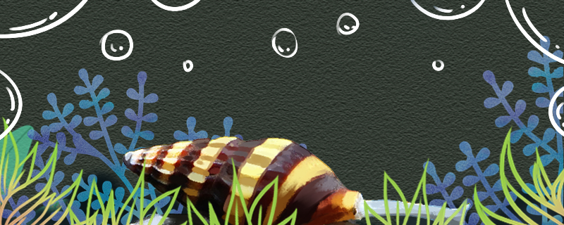 一个杀手螺可以繁殖吗会爆缸吗(杀手螺放几个合适)