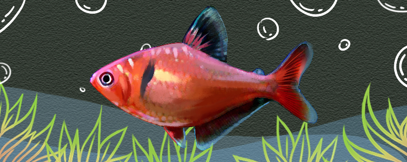 红扯旗鱼好养吗怎么养(粉红扯旗鱼的混养)