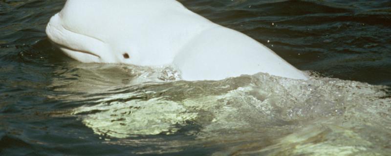 大白鲸吃人吗喜欢吃什么(大白鲸很聪明吗)