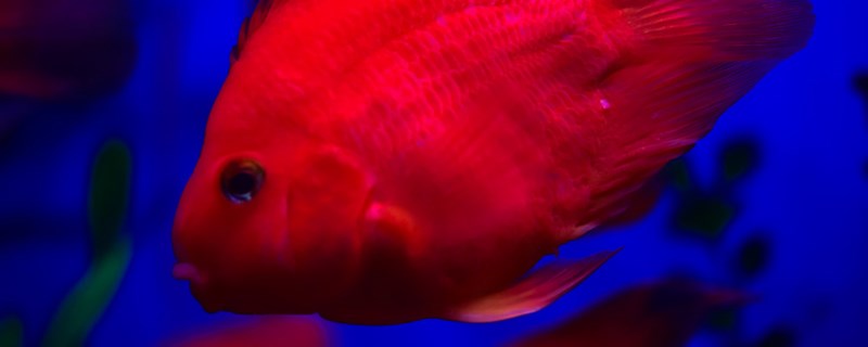 小鱼躲避屋有必要吗什么鱼需要躲避屋(鱼的躲避屋怎么布置)