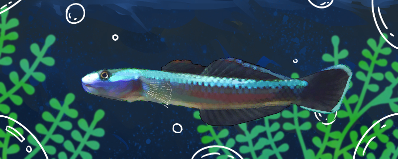 电光虾虎鱼好养吗怎么养(电光虾虎和紫身虾虎)