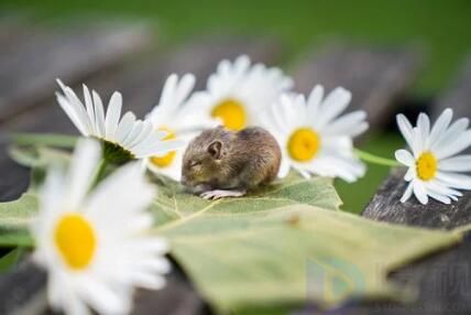 今期必中宋江打一生肖(今期必中梁山伯猜一生肖)