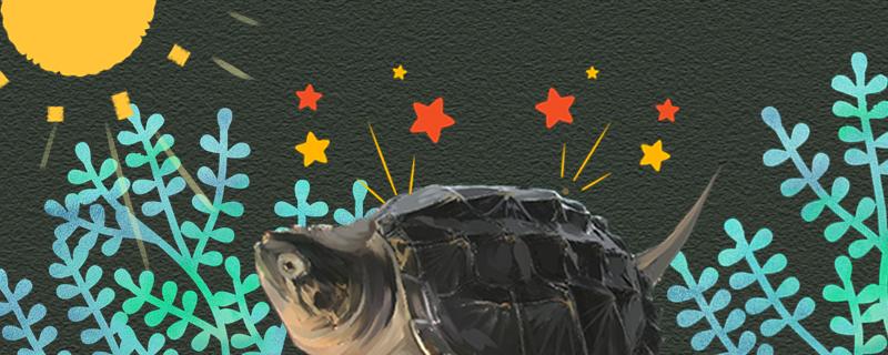 鳄龟晒太阳好还是不晒太阳好晒多长时间合适(鳄龟晒太阳会死吗)