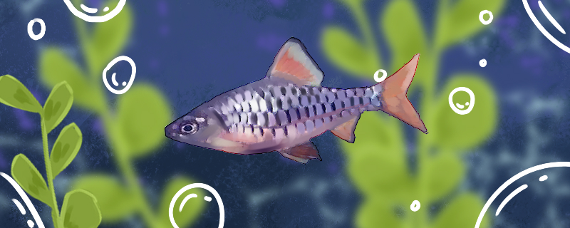 捆边鱼好养吗怎么养(捆鱼怎么做好吃)