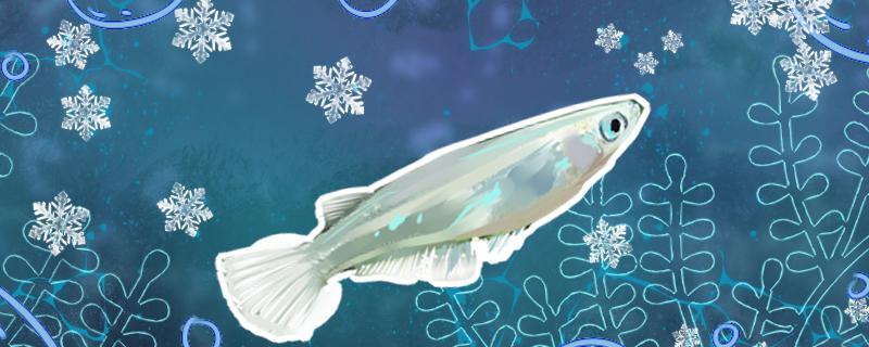 青鳉鱼是冷水鱼吗水温多少合适(青鳉鱼是淡水鱼吗)