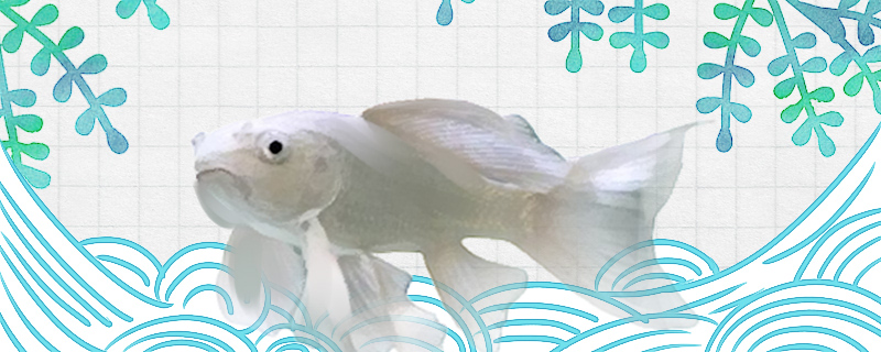 蝴蝶鲤什么时间繁殖多大可以繁殖(蝴蝶鲤什么时间繁殖多大可以繁殖了)