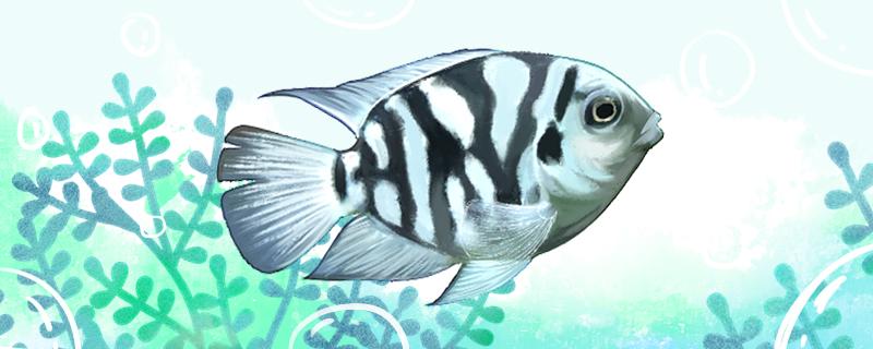 迷你鹦鹉鱼下小鱼了用分开吗什么时候分开(迷你鹦鹉鱼下小鱼了用分开吗什么时候分开养)