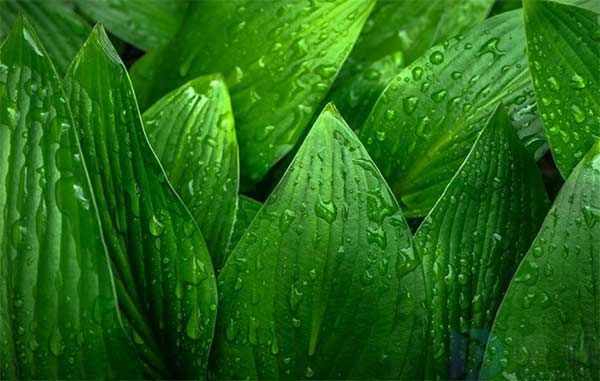 植树节活动口号(植树节活动口号是什么)