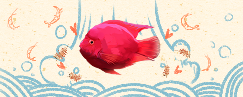 鹦鹉鱼怎么喂食需要每天都喂吗(鹦鹉鱼如何喂食喂多少)