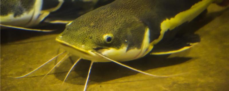 十月份还能钓鲶鱼吗怎么钓(东北10月份能钓鲶鱼吗)