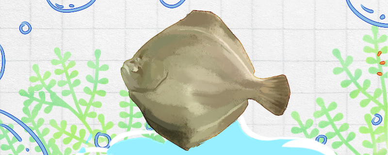 比目鱼是什么鱼是淡水鱼吗(比目鱼种类图片)