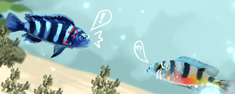 三湖慈鲷打架怎么办怎样防止三湖打架(防止三湖慈鲷打架小技巧4则)