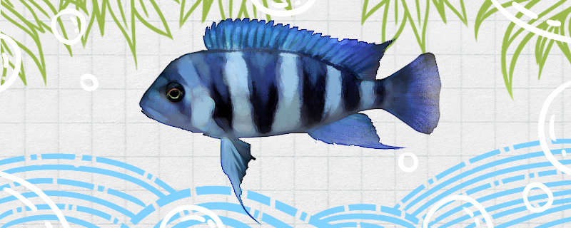 曼波六间鱼好养吗怎么养(曼波六间和布隆迪六间)