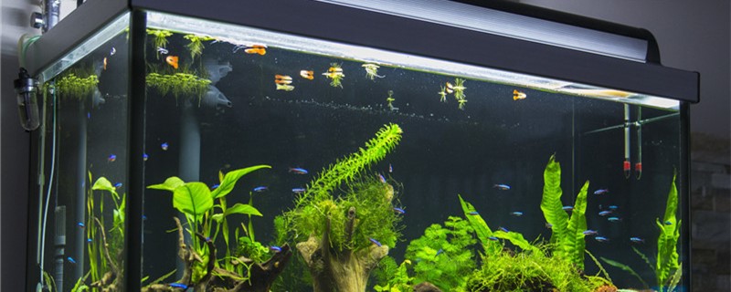 底滤鱼缸不下水是怎么回事该怎么解决(底滤鱼缸不下水是怎么回事该怎么解决视频)