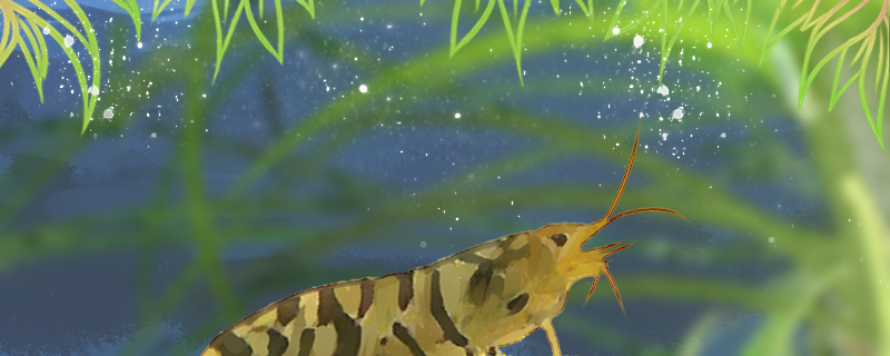 米虾吃什么吃莫斯吗(米虾吃什么长的快)